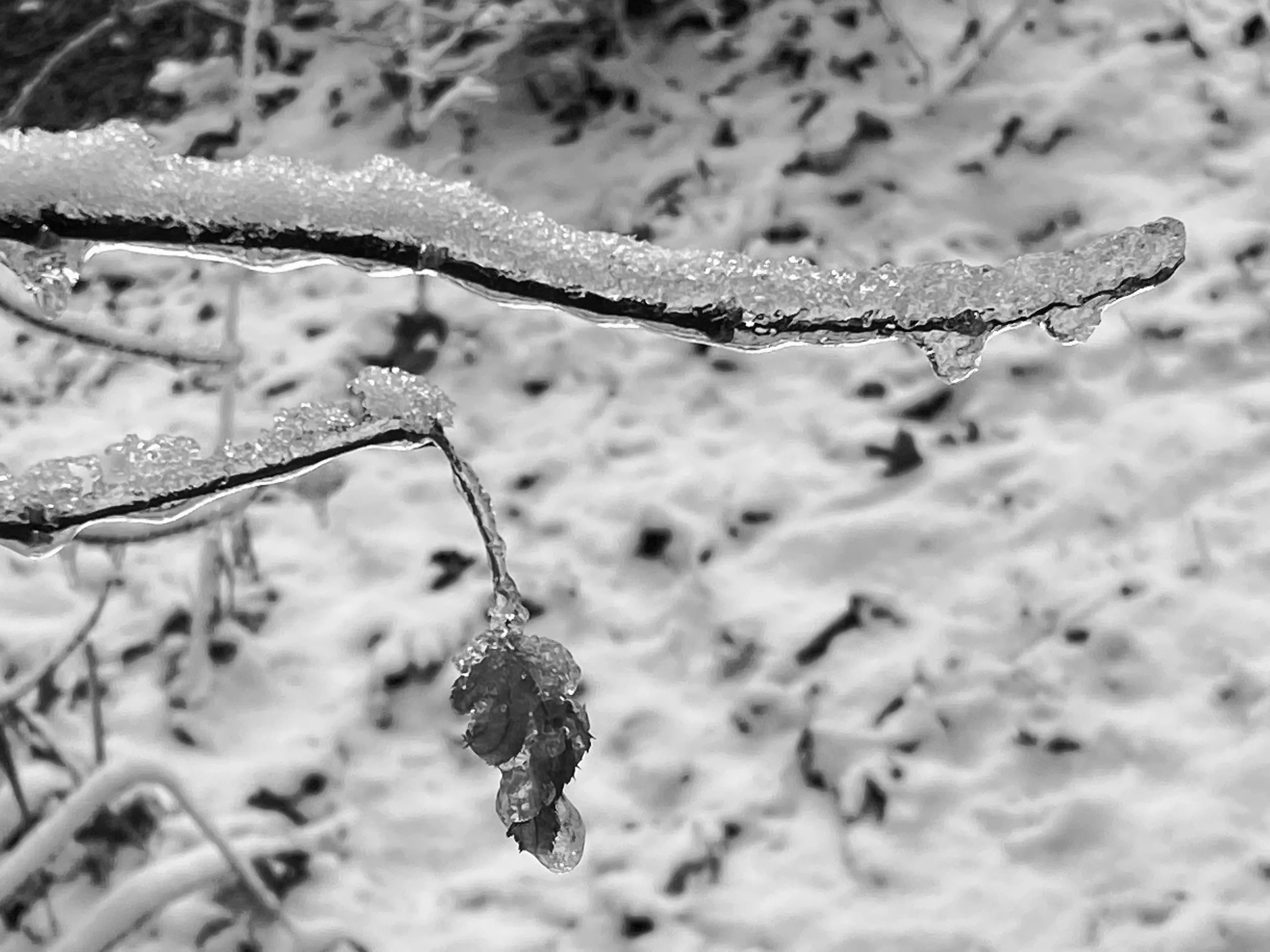 A Wintering Passage workshop artwork in black and white